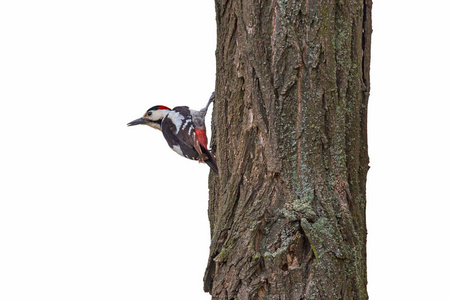 动物群 啄木鸟 自然 野生动物 树干 动物