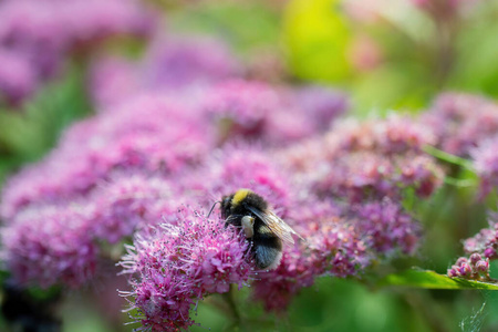 大黄蜂 开花 养蜂 花园 美丽的 蜂蜜 粉红色 植物 花蜜