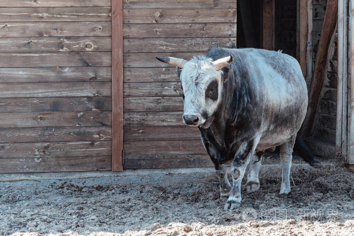 大牧场 牲畜 自然 农事 牧场 站立 野兽 放牧 领域 谷仓