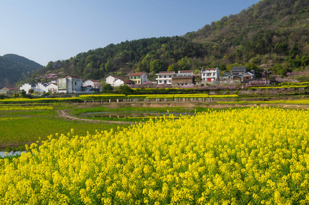 湖北 照片 平原 农田 自然 植物 水库 生态学 森林 风景