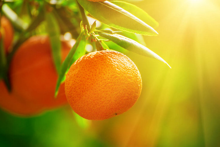 橘子阳光园
