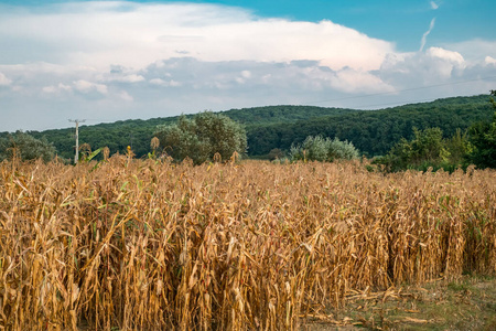 农事 粮食 小麦 成长 农场 作物 风景 农业 村庄 干草堆