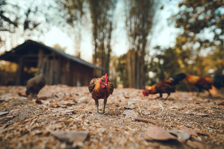 羽毛 母鸡 自然 牲畜 农事 食物 公鸡 农业 自由的 草地
