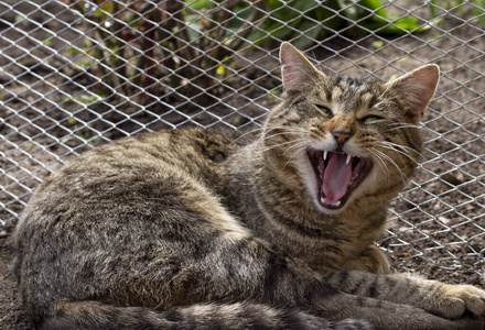 愤怒的 小猫 猫科动物 害怕 眼睛 美丽的 坏的 嘶嘶声