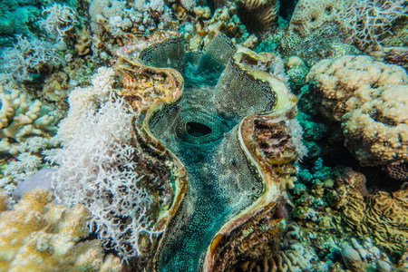 生态系统 埃及 潜水员 深的 暗礁 海的 自然 阳光 动物