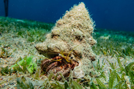 太阳 生态系统 特写镜头 银莲花 环境 水下 野生动物 自然