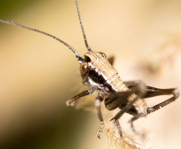植物 自然 野生动物 动物群 昆虫学 昆虫 面对 特写镜头