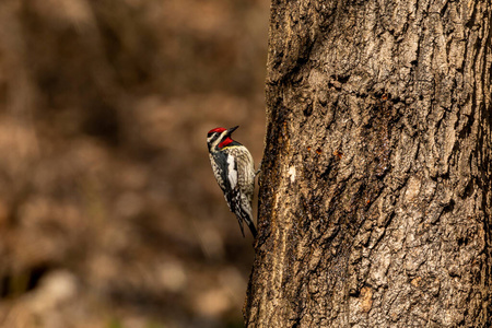 自然 威斯康星州 分支 动物群 栖息 春天 啄木鸟 野生动物