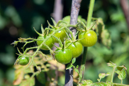 生长 植物 颜色 花的 生物 特写镜头 生态 自然 植物学