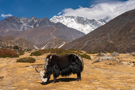 旅行 山谷 牦牛 悬崖 天空 动物 成功 目的地 自然 斜坡