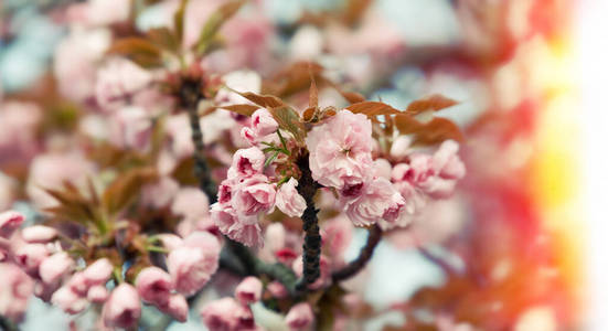 植物学 四月 自然 花园 日本 天空 樱桃 季节 分支 粉红色