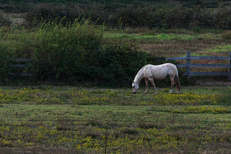 黄昏时分，马在牧场上游荡，吃草