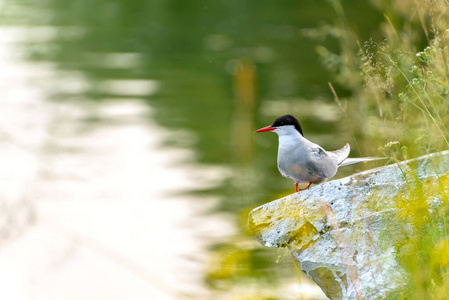 动物 观鸟 环境 湿地 傍晚 可爱的 苍鹭 翅膀 海岸 鸟类
