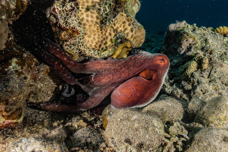 自然 海的 埃拉特 盐水 海洋 野生动物 动物 水族馆 触须