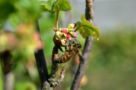 春天 昆虫 花园 分支 授粉 动物 特写镜头 树叶 季节