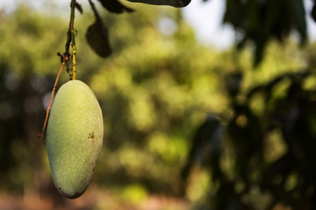 模糊 季节 亚洲 美味的 健康 植物 分支 芒果 营养 花园