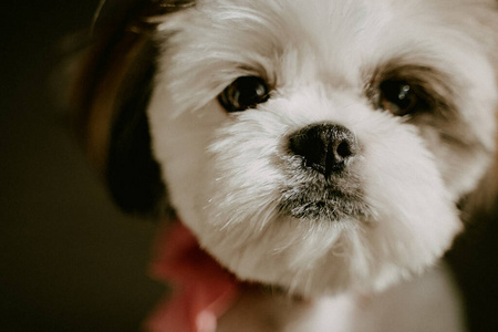 幼犬 纯种 小狗 宠物 肖像 石子 繁殖 犬科动物 自然