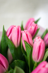 花瓣 花园 自然 季节 浪漫的 植物 礼物 卡片 粉红色