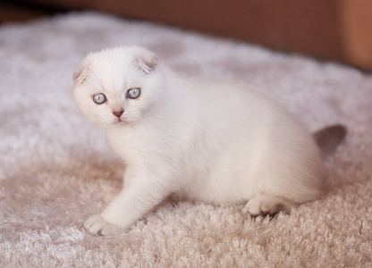 耳朵 繁殖 猫科动物 眼睛 有趣的 小猫 漂亮的 爪子 美丽的