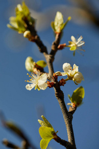 樱花枝