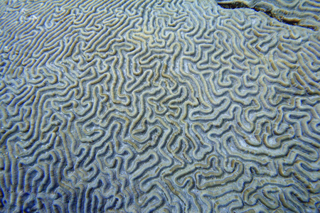 海的 摄影 活的 珊瑚 漂白 生活 博内尔 死亡 假期 加勒比
