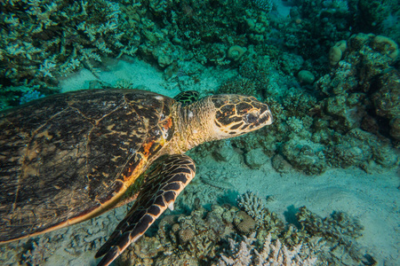 水下 游泳 自然 海的 旅行 动物 风帆 颜色 海洋 潜水