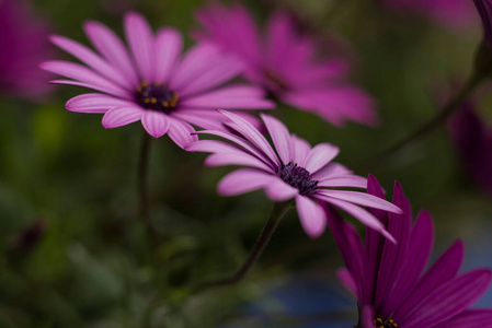 特写镜头 黛西 花瓣 草本植物 花园 粉红色 礼物 美丽的