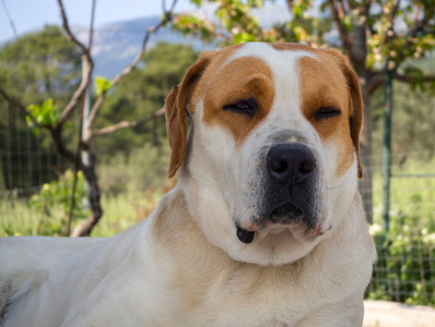 公园 犬科动物 可爱极了 外部 猎犬 有趣的 腊肠犬 耳朵