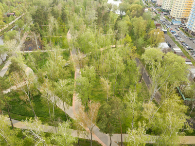 树叶 森林 人行道 花园 木材 放松 高的 植物 娱乐 天空