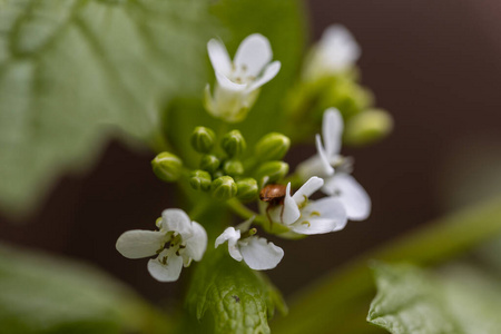 颜色 昆虫 美女 花园 花的 甲虫 植物学 季节 开花 花瓣