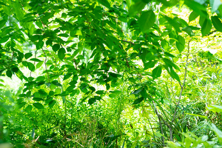 特写镜头 魔术 植物区系 木材 闪耀 生长 全景 植物 阳光