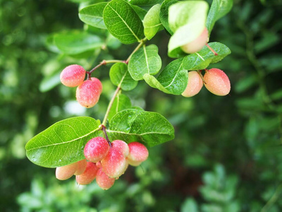 开花 春天 分支 花园 樱桃 植物 自然 浆果 夏天 水果