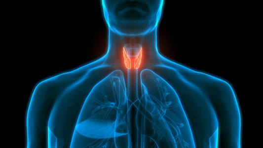 甲状旁腺 致使 系统 炎症 气管 解剖 插图 喉咙 三维