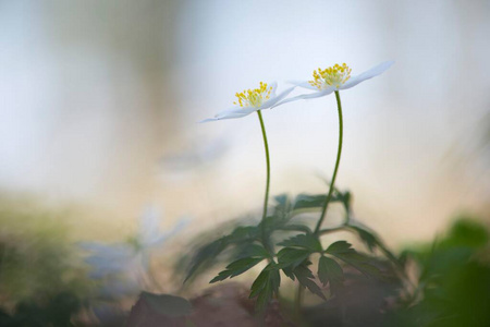 花序 植物 埃姆斯兰 毛茛科 德国 自然 春天 欧洲 开花