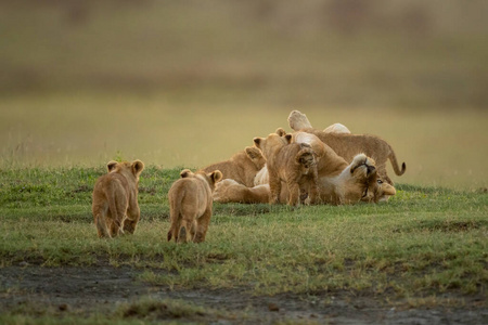 动物 幼崽 日光 塞伦盖蒂 大草原 捕食者 狮子 自然 非洲