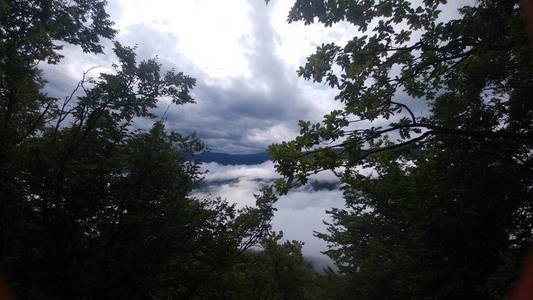 森林 风景 植物 美丽的 公园 环境 自然 木材