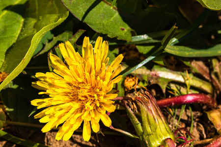 特写镜头 植物区系 草地 杂草 花的 雄蕊 春天 花粉 领域