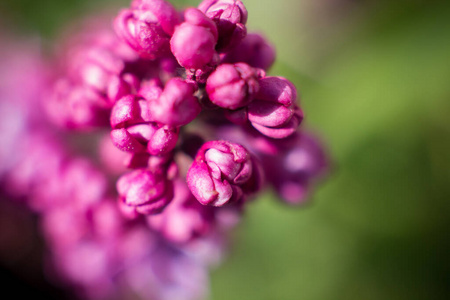 紫色 春天 花束 植物区系 花的 特写镜头 盛开 墙纸 紫罗兰