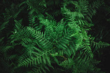 春天 美丽的 植物 边境 澳大利亚 蕨类植物 热带 风景