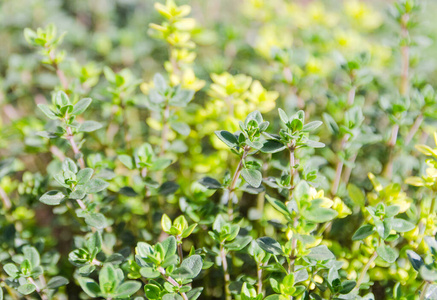 芳香 食物 夏天 健康 香料 蔬菜 草本植物 调料品 芳香疗法