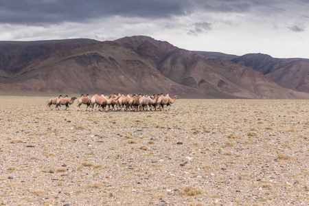 自然 亚洲 行走 阿尔泰 沙漠 野生动物 兽群 游牧民族
