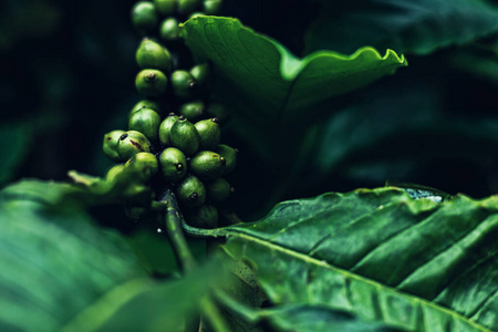 农事 分支 植物 水果 罗布斯塔 阿拉比卡咖啡 饮料 收获