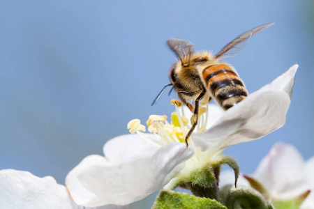 植物 花蜜 动物 昆虫 授粉 传粉 开花 蜂蜜 蜜蜂 工人