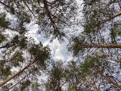 木材 季节 树叶 树干 桦木 松木 天空 落下 风景 春天