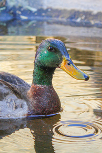 鸭子 水禽 自然 游泳 公鸭 野生动物 反射 绿头鸭 动物