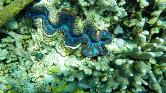 动物 暗礁 野生动物 海洋 浮潜 水下 潜水 水肺 埃及