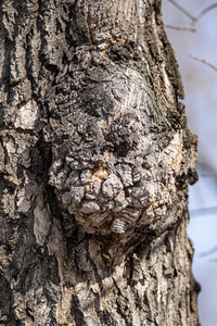 木材 森林 松木 特写镜头 皮肤 植物 纹理 环境 材料