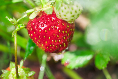 维生素 生长 特写镜头 成长 季节 甜的 夏天 植物 水果