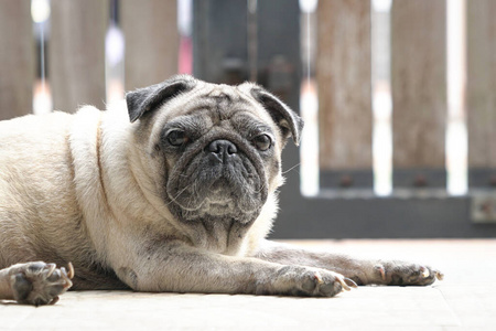 悲伤 可爱的 打盹 铺设 眼睛 肖像 犬科动物 特写镜头