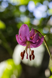 地平线 开花 自然 花园 草地 牧场 春天 夏天 领域 百合